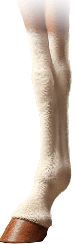 3D Horse High Sock