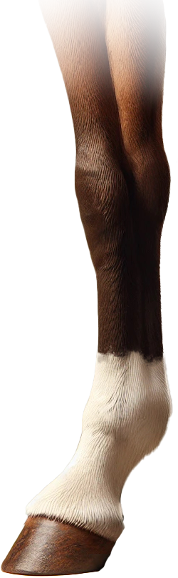 3D Horse Sock